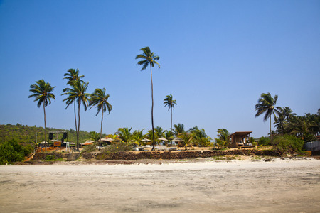 Palm trees on the beach, Siolim, Bardez Taluka, Goa, Indiaの写真素材