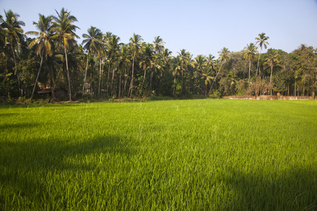 Crop in a field, Goa, Indiaの写真素材