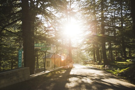 Road through forest in bright sunshine, Uttarkashi District, Uttarakhand, Indiaのeditorial素材