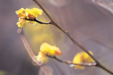 Flowerの写真素材