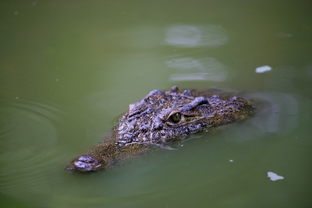 Crocodile in Chongqing Crocodile exhibition center