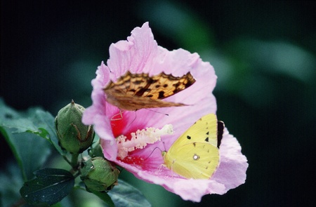 Butterflyの写真素材