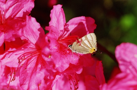 Butterflyの写真素材