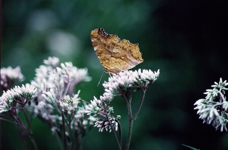 Butterflyの写真素材