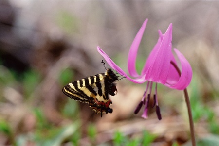 Butterflyの写真素材