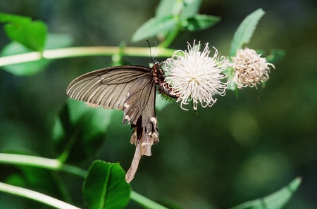 Butterflyの写真素材