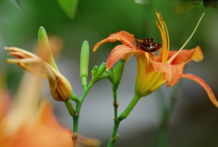 Butterflyの写真素材