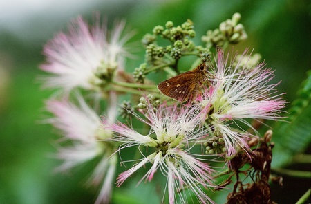 Butterflyの写真素材