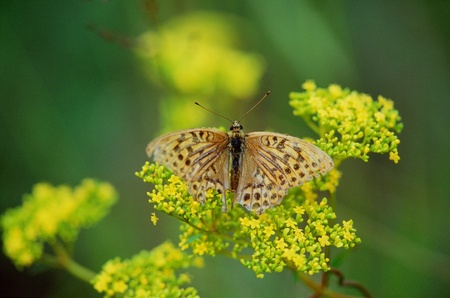 Butterflyの写真素材