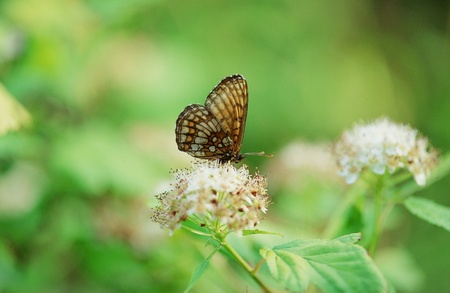 Butterflyの写真素材