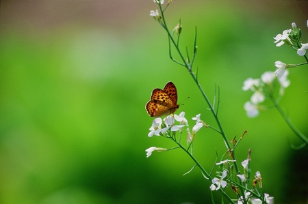 Butterflyの写真素材