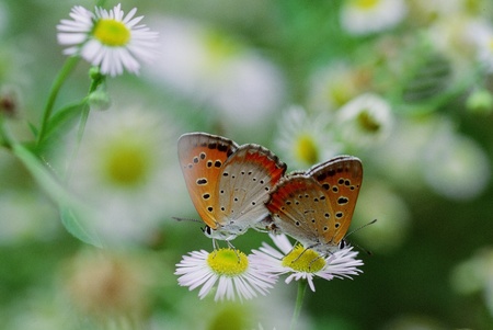 Butterflyの写真素材