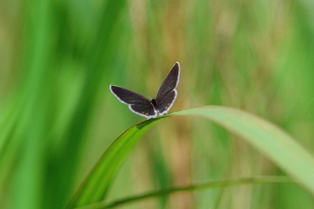 Butterflyの写真素材