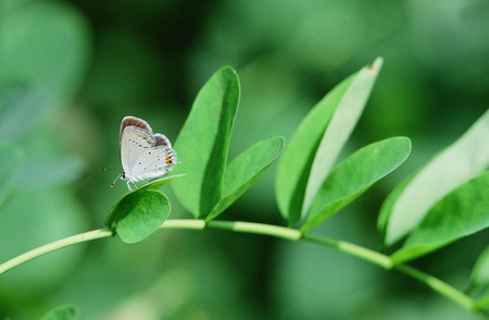 Butterflyの写真素材