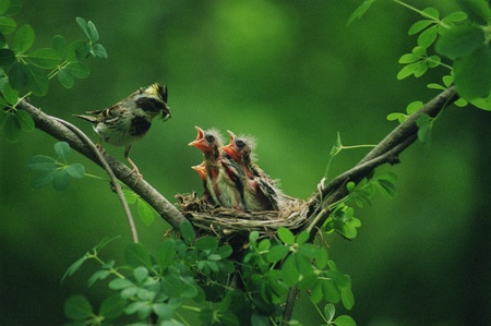 Birdsの写真素材