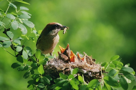 Birdsの写真素材