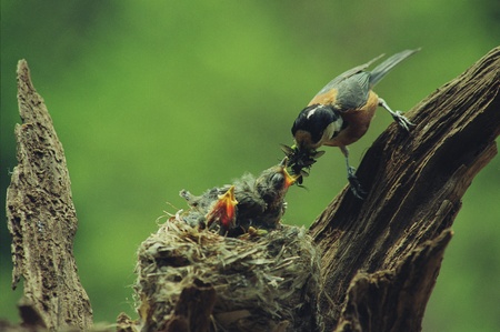 Birdsの写真素材