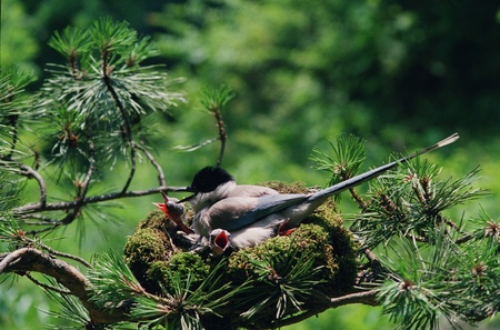 Birds