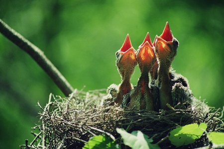Birds