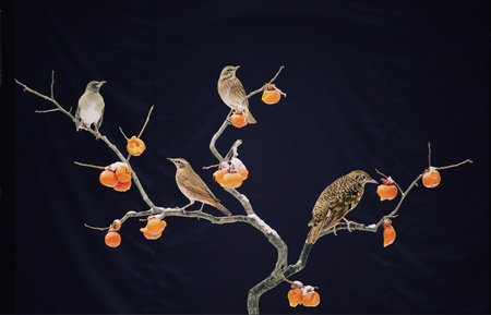 Birdsの写真素材