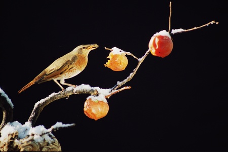 Birdsの写真素材