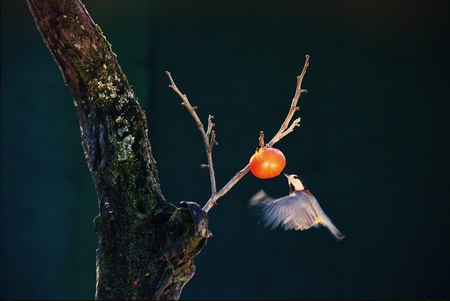 Birdsの写真素材