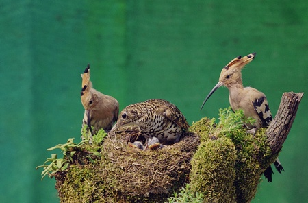 Birdsの写真素材