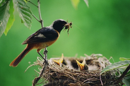 Birds