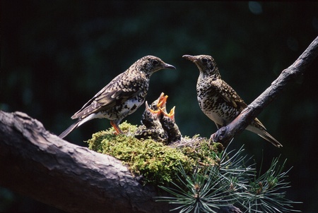 Birdsの写真素材