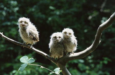 Birdsの写真素材