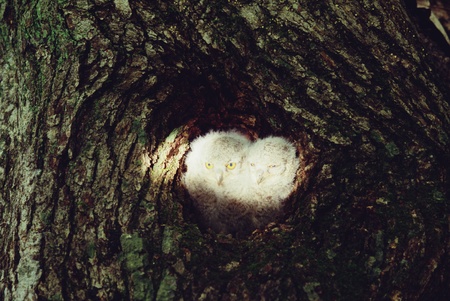 Birdsの写真素材