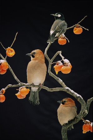 Birdsの写真素材