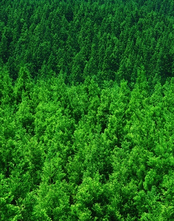 Nature scene
