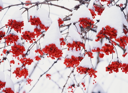 Snowscapeの写真素材