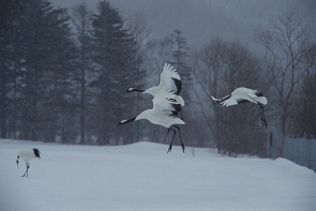 Craneの写真素材