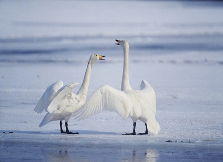 Geeseの写真素材