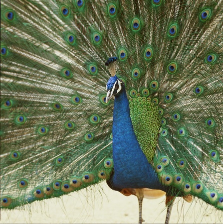 Peacockの写真素材