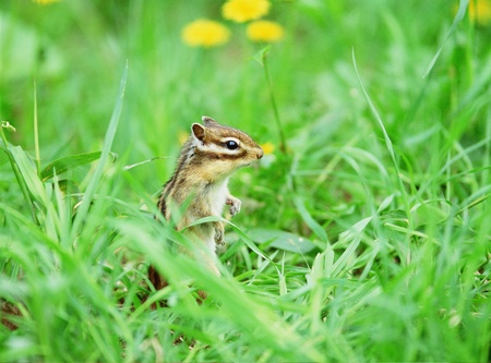 Squirrelの写真素材