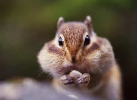 Squirrelの写真素材