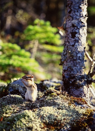 Squirrelの写真素材