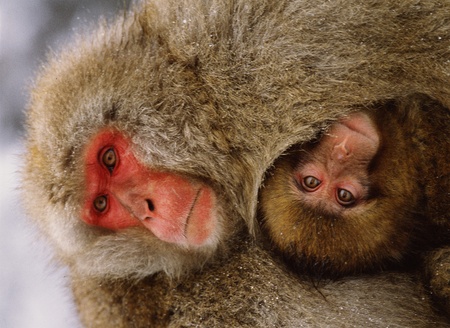 Monkeyの写真素材