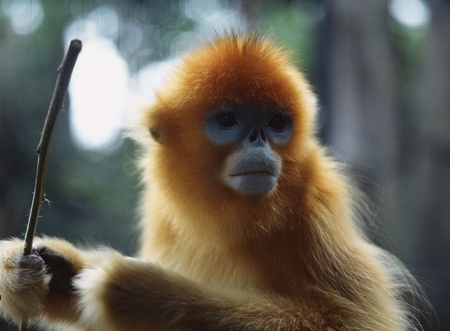 Monkeyの写真素材