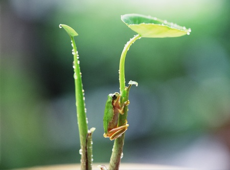 Frog