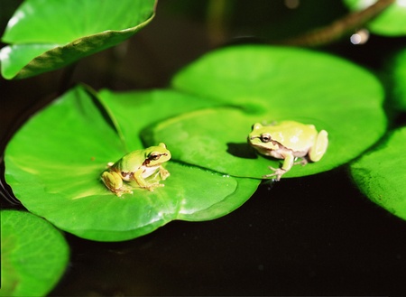 Frogの写真素材