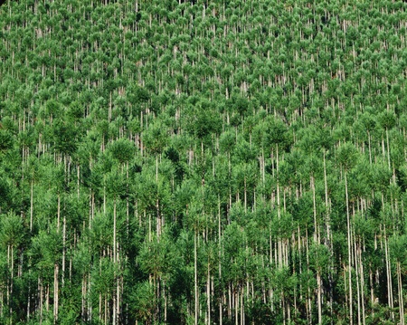 Nature sceneの写真素材