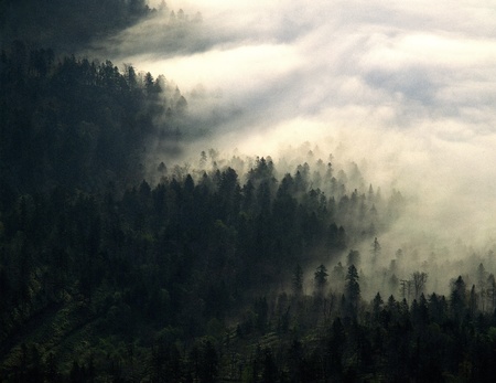 Nature scene
