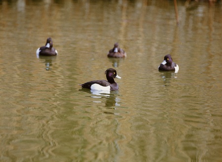 Birdの写真素材