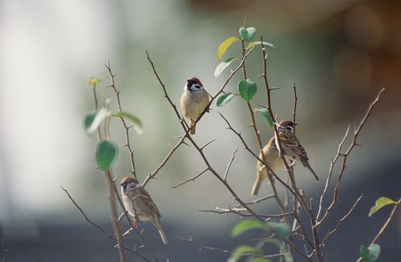 Birdの写真素材