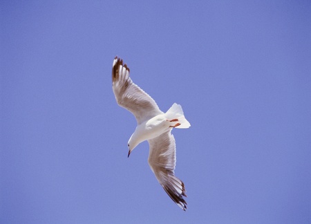 Birdの写真素材