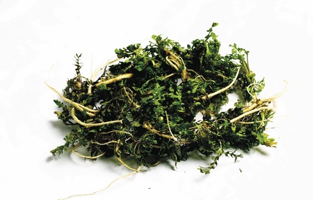 Vegetable